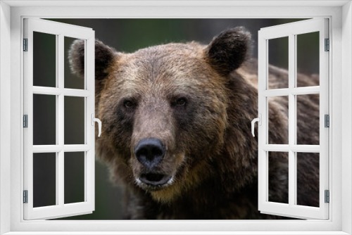 Fototapeta Naklejka Na Ścianę Okno 3D - Portrait of brown bear in the forest