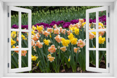 Fototapeta Naklejka Na Ścianę Okno 3D - yellow daffodils and purple tulips blooming in a garden