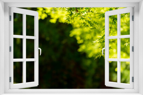Fototapeta Naklejka Na Ścianę Okno 3D - 新緑の葉