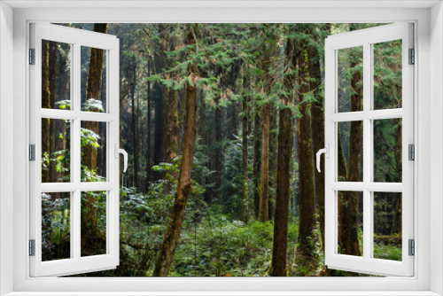 Fototapeta Naklejka Na Ścianę Okno 3D - Forest landscape in alishan national forest recreation area