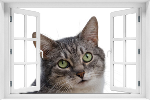 Fototapeta Naklejka Na Ścianę Okno 3D - Adult gray cat, pet isolated on a white background