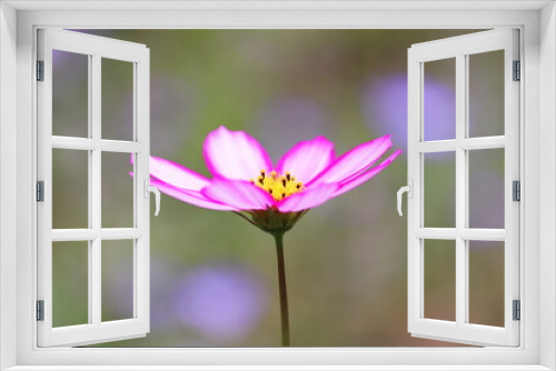 Fototapeta Naklejka Na Ścianę Okno 3D - 美しい背景と白いコスモス