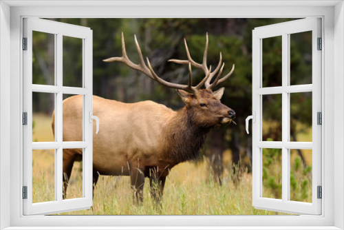 Fototapeta Naklejka Na Ścianę Okno 3D - Elk (Cervus canadensis) or wapiti