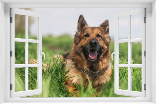 Fototapeta Naklejka Na Ścianę Okno 3D - Happy smiling German Shepherd dog lying in the meadow amongst tall green grass, looking at the camera, focus on the nose.