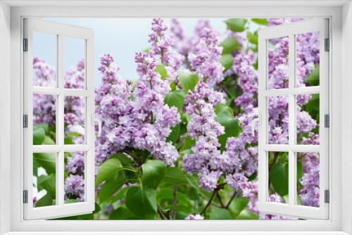 Fototapeta Naklejka Na Ścianę Okno 3D - Syringa vulgaris. Close-up of blooming purple and white lilacs on a large bush.