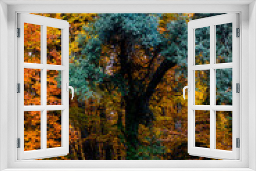 Fototapeta Naklejka Na Ścianę Okno 3D - Autumn in La Fageda D En Jorda Forest, La Garrotxa, Spain