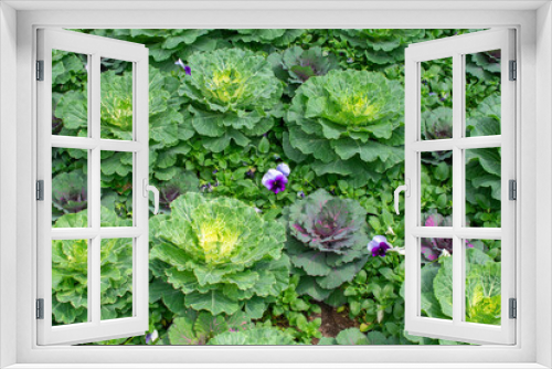 Fototapeta Naklejka Na Ścianę Okno 3D - Bed of Cabbage Flowers