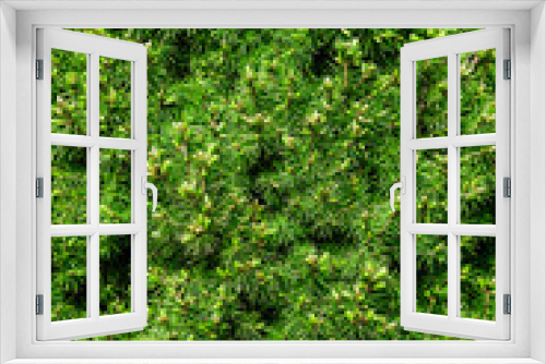 Fototapeta Naklejka Na Ścianę Okno 3D - Background, texture of a beautiful coniferous tree, conic bush. Photo of nature, plant close-up.