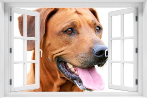 Fototapeta Naklejka Na Ścianę Okno 3D - Portrait of happy brown dog with sticking out tongue isolated on white background Rhodesian ridgeback dog