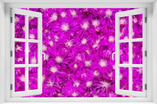 Fototapeta Naklejka Na Ścianę Okno 3D - natural purple color vivid flowers