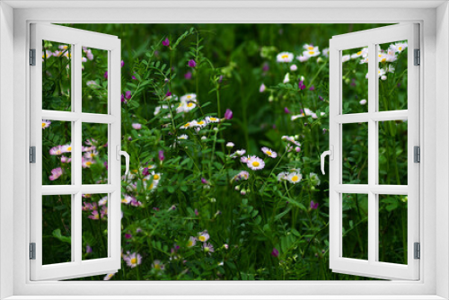Fototapeta Naklejka Na Ścianę Okno 3D - meadow with flowers