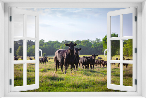 Fototapeta Naklejka Na Ścianę Okno 3D - Cattle on livestock ranch in Texas