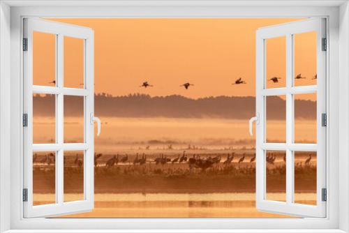 Fototapeta Naklejka Na Ścianę Okno 3D - Kraniche zum Sonnenaufgang am Bodden mit Nebel.