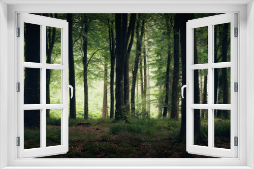 Fototapeta Naklejka Na Ścianę Okno 3D - Idless woods near Truro Cornwall England uk 