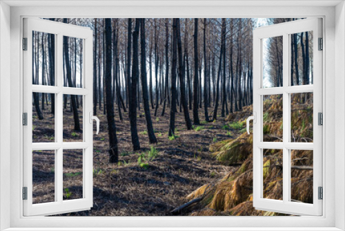 Fototapeta Naklejka Na Ścianę Okno 3D - Landes pine forest burned after the fire near Landiras France