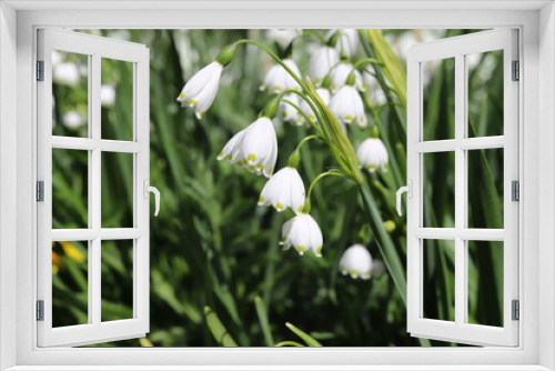 Fototapeta Naklejka Na Ścianę Okno 3D - Leucojum aestivum, white bell shaped spring flower, commomly known as summer snowflake or Loddon lily.