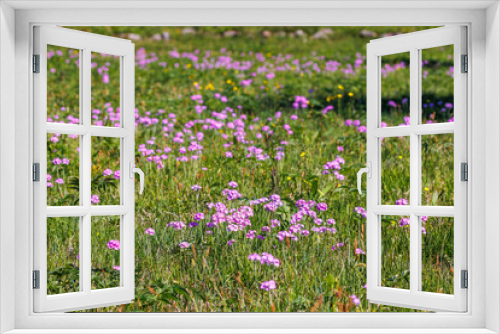 Fototapeta Naklejka Na Ścianę Okno 3D - Flowering meadow with Birds eye primrose flowers