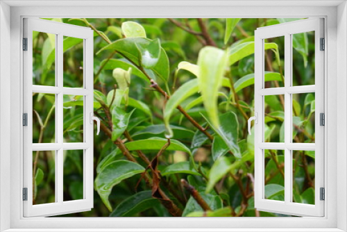 Fototapeta Naklejka Na Ścianę Okno 3D - Syzygium formosanum plant in the garden. Green tropical plant leaves.