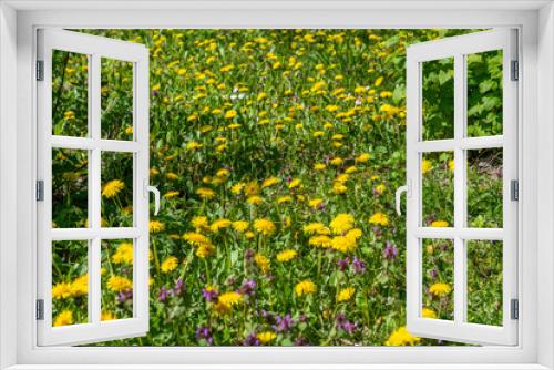 Fototapeta Naklejka Na Ścianę Okno 3D - łąka porośnięta żółtymi mleczami