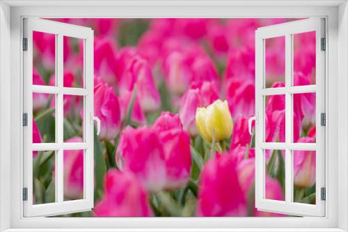 Fototapeta Naklejka Na Ścianę Okno 3D - Selective focus of outstanding yellow tulip between purple pink flower in the countryside field, Tulips are a genus of perennial herbaceous bulbiferous geophytes, Nature floral background, Netherlands