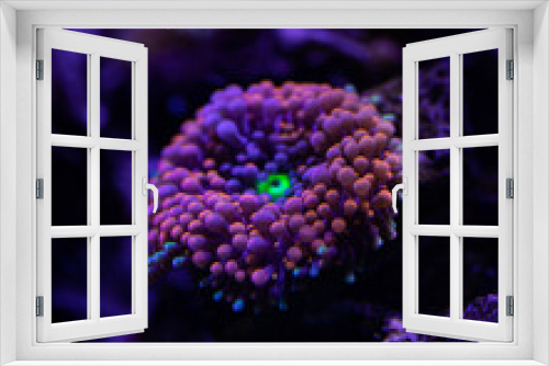 Fototapeta Naklejka Na Ścianę Okno 3D - close up of a coral