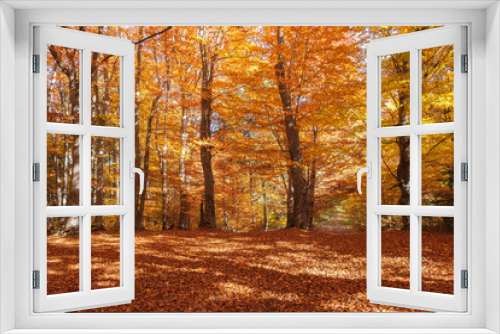 Fototapeta Naklejka Na Ścianę Okno 3D - Autumn beech forest with sun rays among yellow leaves. Golden bright mystical mysterious landscape with fabulous trees. A journey through the forest. Beauty of nature. Natural background for design
