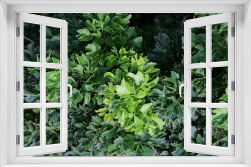 Fototapeta Naklejka Na Ścianę Okno 3D - Green Polyscias fruticosa or parsley panax plant leaf texture and pattern background.