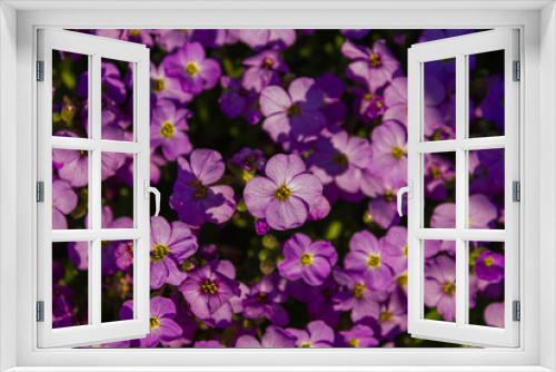 Fototapeta Naklejka Na Ścianę Okno 3D - Blossom Aubrieta flowers with violet petals in springtime close-up photo. Blooming purple rock cress flowers in sunny spring day.