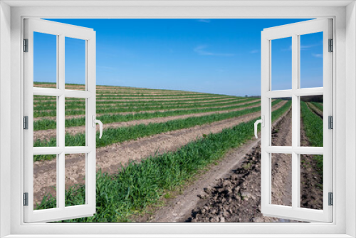 Fototapeta Naklejka Na Ścianę Okno 3D - Green asparagus sprouts growing on bio farm field in Limburg, Belgium