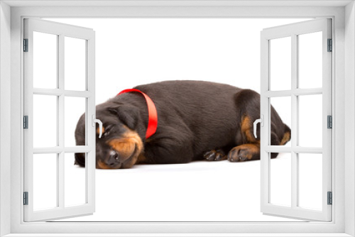 Fototapeta Naklejka Na Ścianę Okno 3D - Doberman puppy in red ribbon