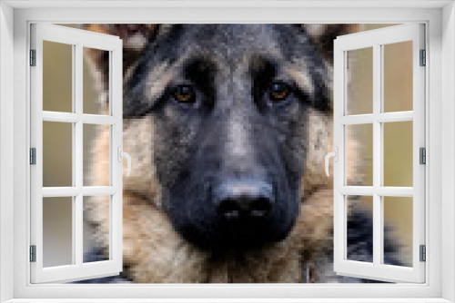 Fototapeta Naklejka Na Ścianę Okno 3D - German shepherd dog portrait