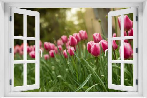 Fototapeta Naklejka Na Ścianę Okno 3D - różowe tulipany, wiosenne kwiaty	