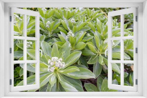 Fototapeta Naklejka Na Ścianę Okno 3D - Flowers and Plants in Tokashiki island, Okinawa, Japan