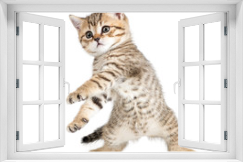 Fototapeta Naklejka Na Ścianę Okno 3D - Funny dancing kitten on white background