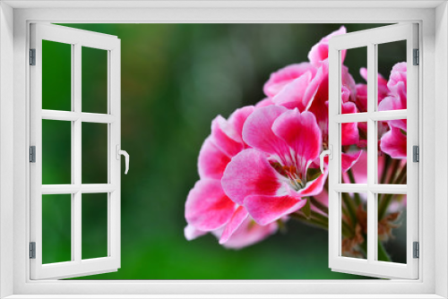 Fototapeta Naklejka Na Ścianę Okno 3D - Red geranium flower