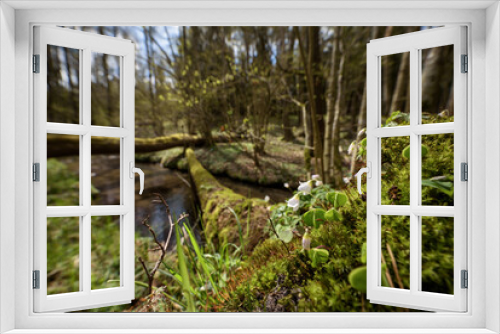 Fototapeta Naklejka Na Ścianę Okno 3D - EARLY SPRING - A stream flowing through a wild forest and blooming nature
