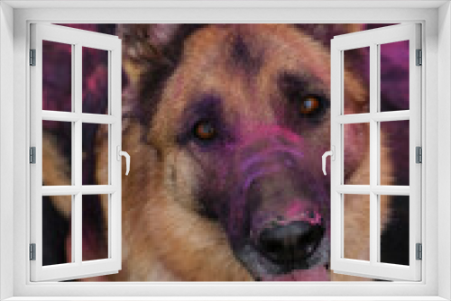 Fototapeta Naklejka Na Ścianę Okno 3D - German Shepherd with pink and purple holi colors on face sits on black fabric background and looks up smiling. Beautiful active dog poses at photo shoot with paints. Portrait of dog top view.
