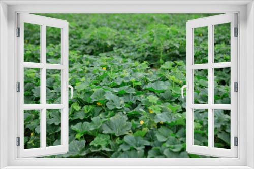 Fototapeta Naklejka Na Ścianę Okno 3D - Green cucumber crops in growth in garden, China