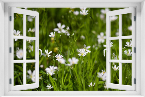 Fototapeta Naklejka Na Ścianę Okno 3D - Spring forest white flowers.