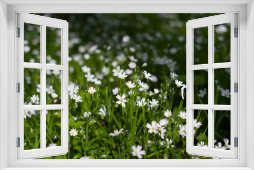 Fototapeta Naklejka Na Ścianę Okno 3D - Spring forest white flowers.