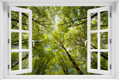 Fototapeta Naklejka Na Ścianę Okno 3D - Green spring forest on a clear day.