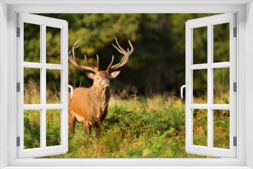 Fototapeta Naklejka Na Ścianę Okno 3D - Close up of an impressive red deer stag standing in bracken