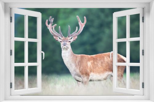 Fototapeta Naklejka Na Ścianę Okno 3D - Red deer stag with starling on velvet antlers in summer