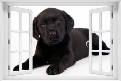 Fototapeta Naklejka Na Ścianę Okno 3D - Great Dane puppy