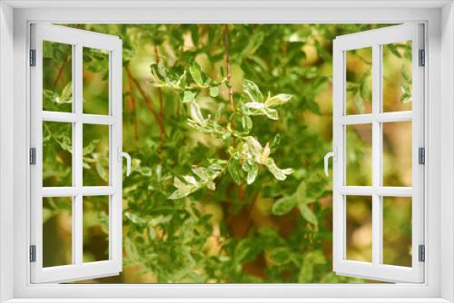 Fototapeta Naklejka Na Ścianę Okno 3D - roślina 