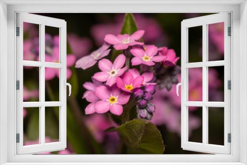 Fototapeta Naklejka Na Ścianę Okno 3D - close up of pink flower macro