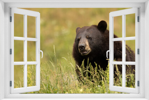 Fototapeta Naklejka Na Ścianę Okno 3D - Bear, Wild Encounters: Up Close with a Black Bear in the Long Green Grass.  An intimate portrait of one of the most captivating creatures in the wild.  Wildlife Photography.