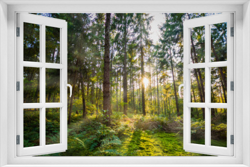Fototapeta Naklejka Na Ścianę Okno 3D - Sonnenstrahlen im Wald