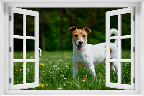 Fototapeta Naklejka Na Ścianę Okno 3D - Cute active dog walking at green grass in park at summer day. Jack Russell Terrier portrait outdoors