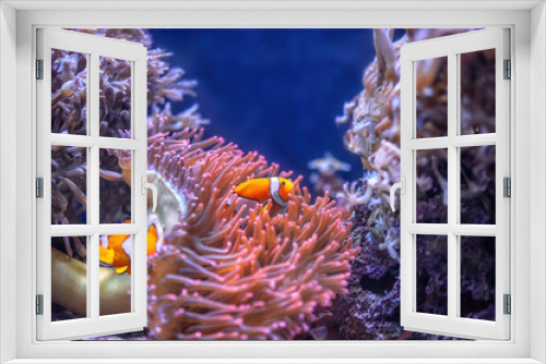 Fototapeta Naklejka Na Ścianę Okno 3D - Two orange clownfish swimming in aquarium. Underwater diving and vivid tropical fish hidding in Bubble Tip Anemone, real sea life